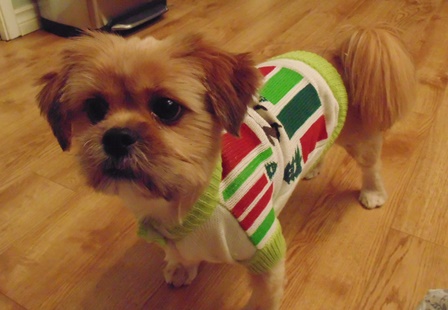 Chewy in an Ugly Christmas Sweater for Pups