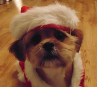 Chewie in the Pet Santa Suit costume